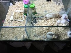 -万商花鸟市场