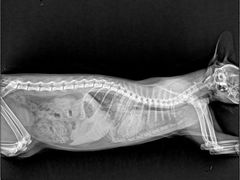 -嘉馨宠物医院·CT影像转诊·心脏科·犬猫全科诊疗中心(下沙大学城院区)