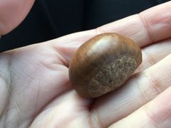 -阿男野栗王(金门路店)