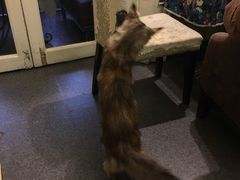-猫色咖啡·猫咖