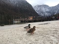 -柯尼希湖