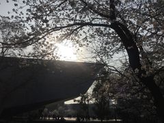 -武汉大学-樱园