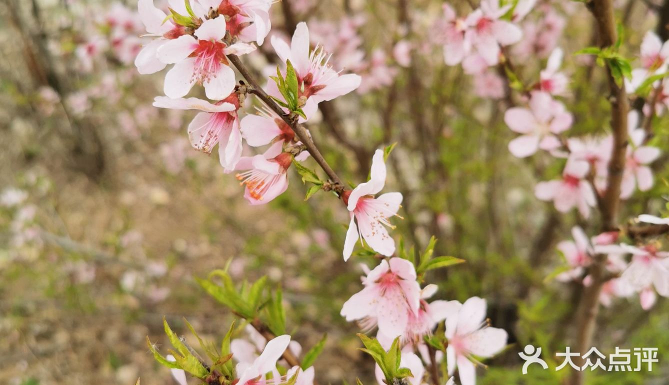 這時候花開正旺桃花開滿了枝丫