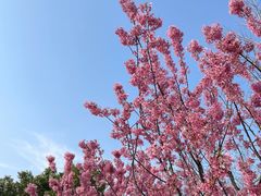 -龟山风景区-龟山电视塔