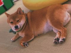 -逗柴咖啡屋·狗咖猫咖宠物桌游
