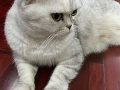 -瑞鹏宠物医院·骨科·猫科·内科(第一中心)