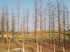 -梁鸿国家湿地公园
