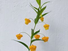 -花邻FloweringLife花艺气球派对(武康大楼店)