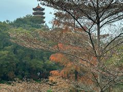 -深圳仙湖植物园