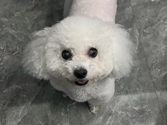 -佳雯宠物医院·皮肤科·内外科(春晓路分院)