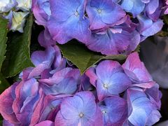 -循礼门鲜花花市(武汉循礼门店)