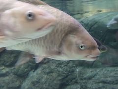 -上海海洋水族馆