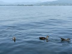 -西湖外事游船(湖滨二公园外事游船码头)