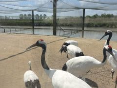 -盐城丹顶鹤湿地生态旅游区