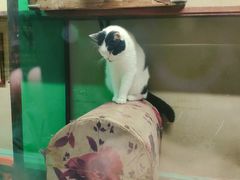 -猫咪博物馆(顶澳仔猫街店)