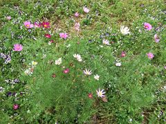 -艾溪湖湿地公园