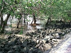 -宝安西湾红树林湿地公园