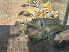 -西霞口神雕山野生动物世界