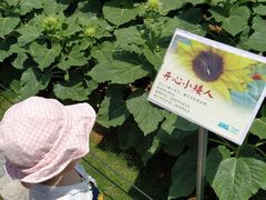 -野狸岛