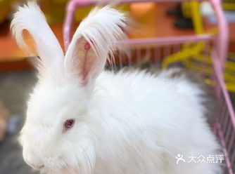 太萌了吧！没有女孩子不喜欢兔兔的叭！