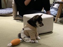-逗柴咖啡屋·狗咖猫咖宠物桌游