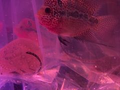 -中环花鸟鱼虫市场