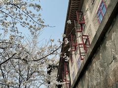-武汉大学-樱园