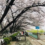 超实用武汉一日游攻略|教你轻松玩转武汉