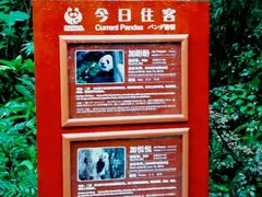 -成都大熊猫繁育研究基地