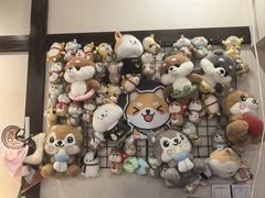 -逗柴咖啡屋·狗咖猫咖宠物桌游