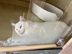 -萌兽医馆·眼科·异宠专科(三里屯店)