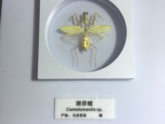 -上海昆虫博物馆