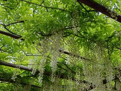-嘉定紫藤园