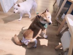 -柴犬小屋·柴餐厅·狗咖食堂(金鼎广场店)