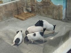 -大连森林动物园