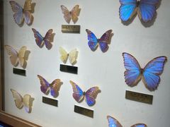 -上海昆虫博物馆