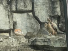 -合肥野生动物园