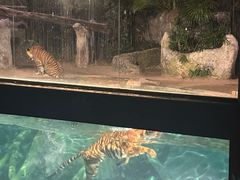 -清迈夜间动物园