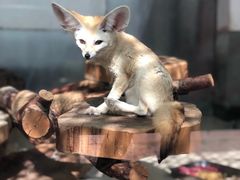 -大连森林动物园