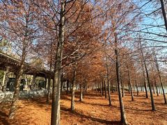 -上海海湾国家森林公园