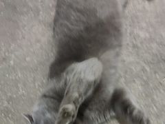 -动物缘宠物医院·骨科·猫科(西二环店)