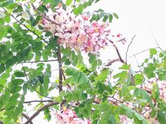 -深圳国际园林花卉博览园