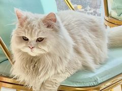 -Sweet cat·星愿猫咖(国贸大厦店)