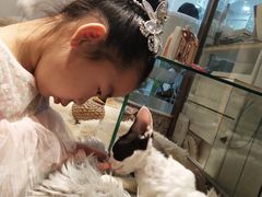 -momokira米努特·德文卷毛猫·棉花面纱犬