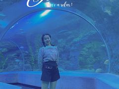 -芜湖新华联大白鲸海洋公园