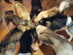 -Husky Go! 哈士奇体验馆·宠物咖啡厅狗咖