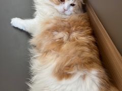 -喵园·猫主题咖啡厅·撸猫·猫咖(国贸店)