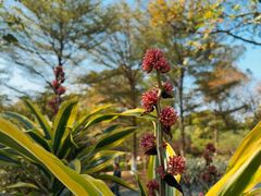 -东莞植物园