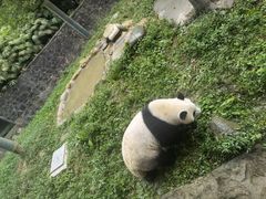 -都江堰中华大熊猫苑