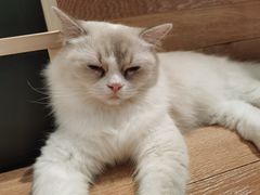 -瞄一喵猫咖(格力海岸店)